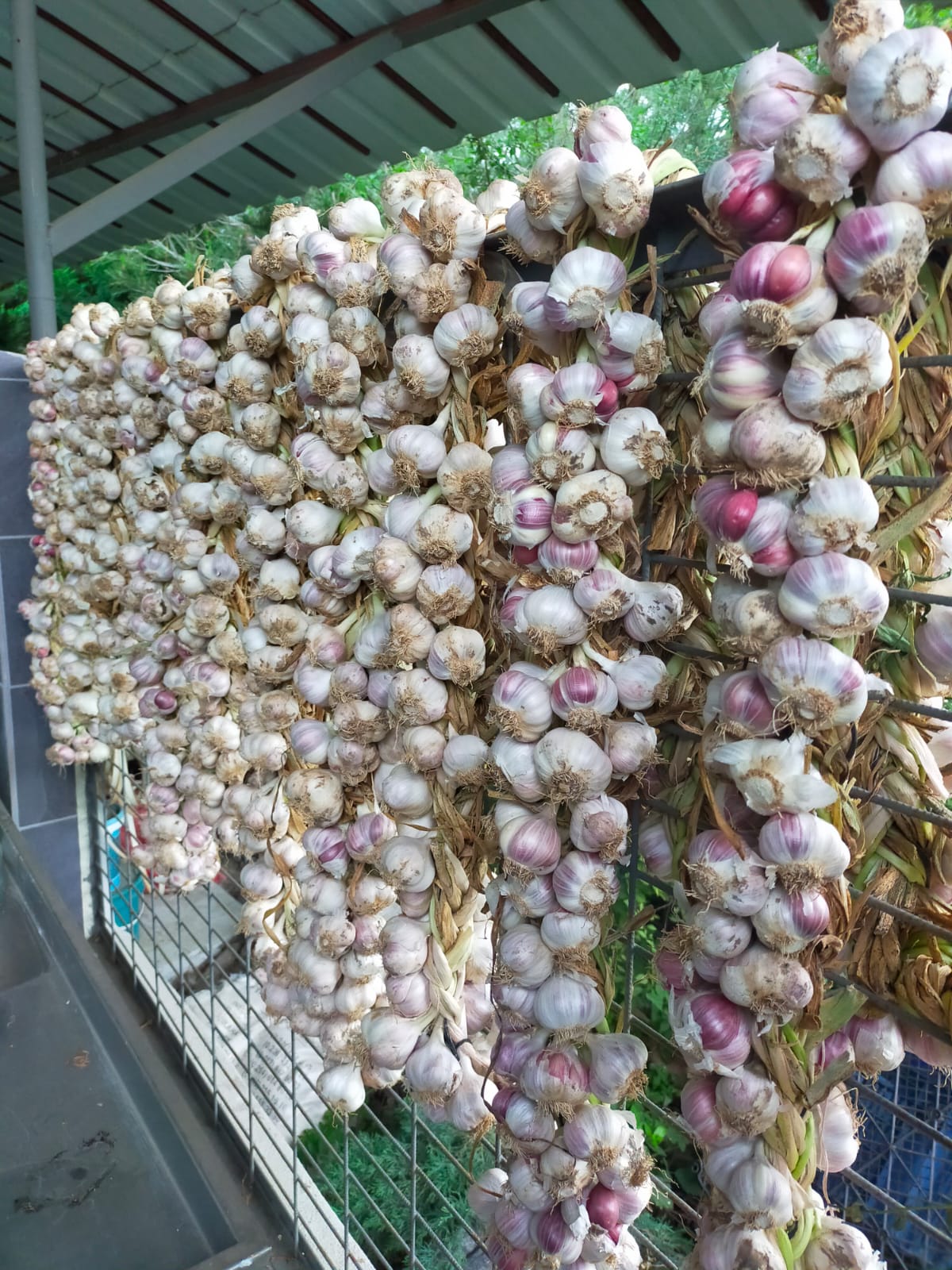 Baş Sarımsak - 1 kg